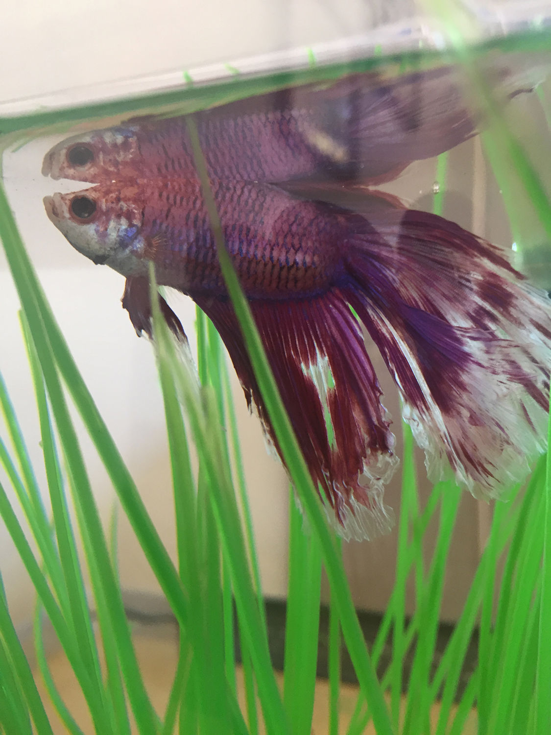 Pic of the Litter: Rainbow